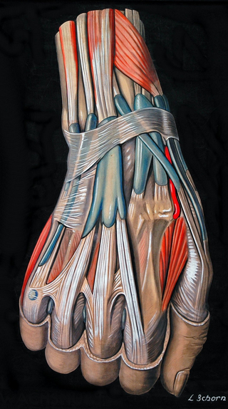 Illustration for article titled Who knew an illustration of an abdominal cavity could be so beautiful?